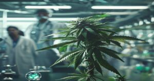 Reclasificación de la marihuana medicinal en EE.UU.: impacto global